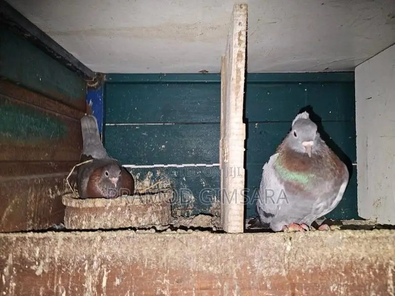 Pigeon