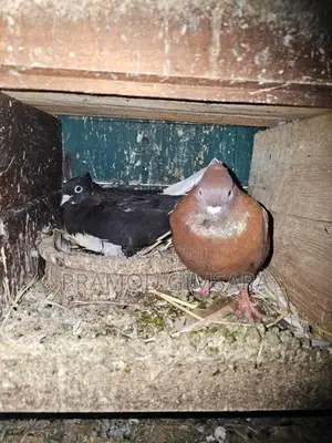 Pigeon