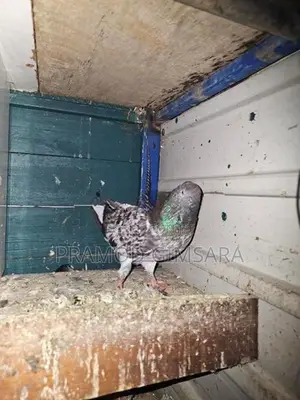 Pigeon