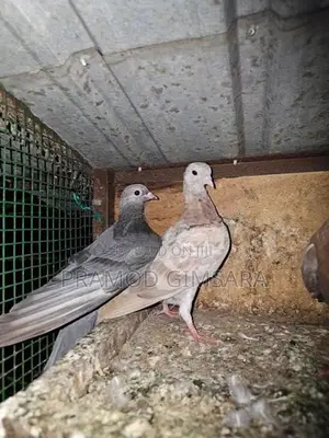 Pigeon