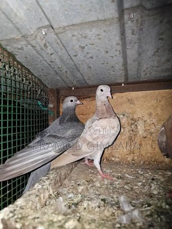 Pigeon