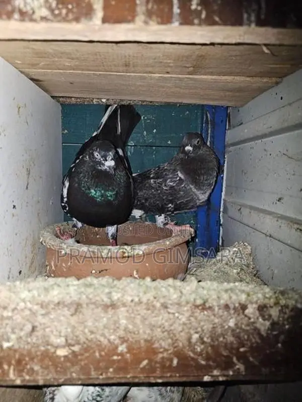 Pigeon