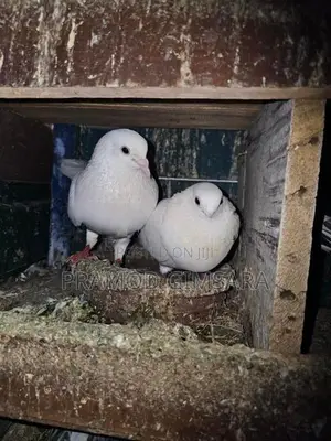 Pigeon