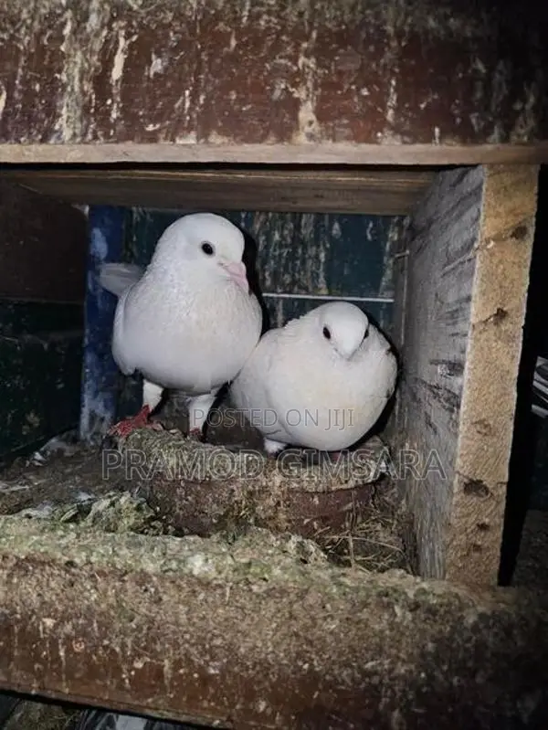 Pigeon