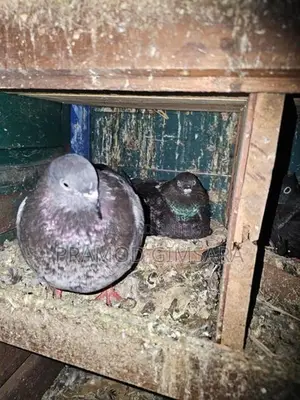 Pigeon