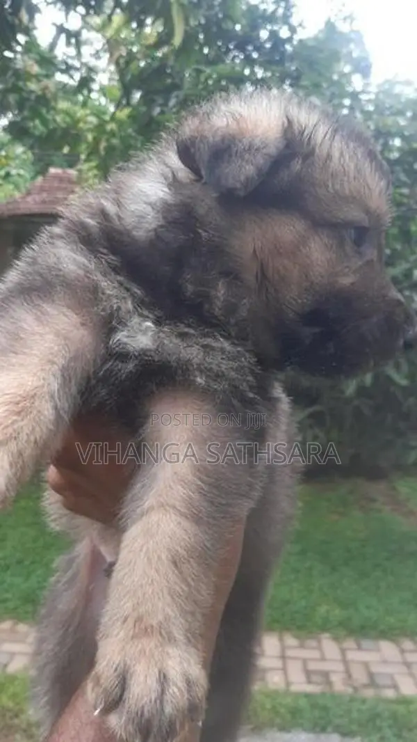 German Shepherd Puppy
