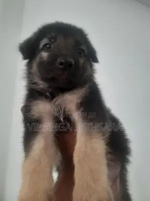 German Shepherd Puppy