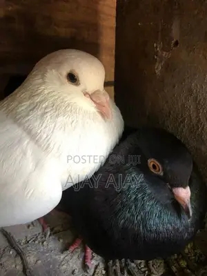 Pigeon