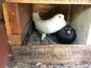 Pigeon