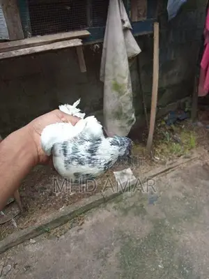 Pakistan Pigeon