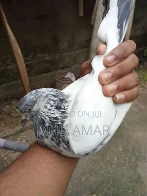 Pakistan Pigeon