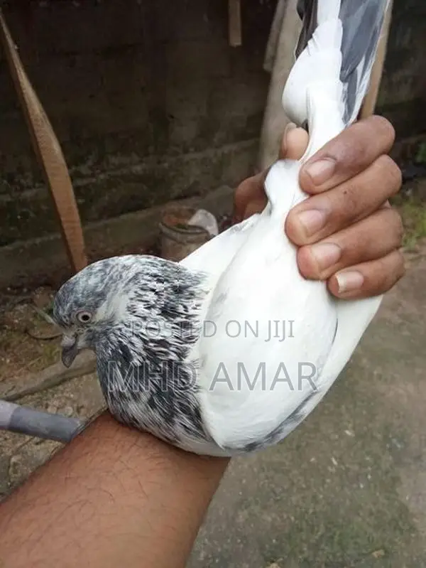 Pakistan Pigeon