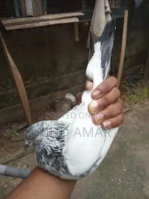 Pakistan Pigeon