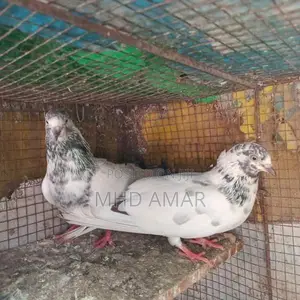 Pakistan Pigeon