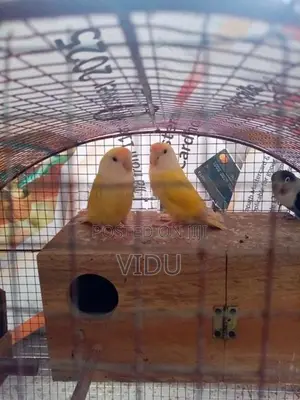 African Love Birds