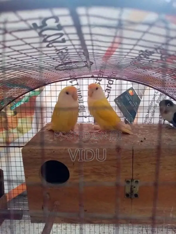 African Love Birds