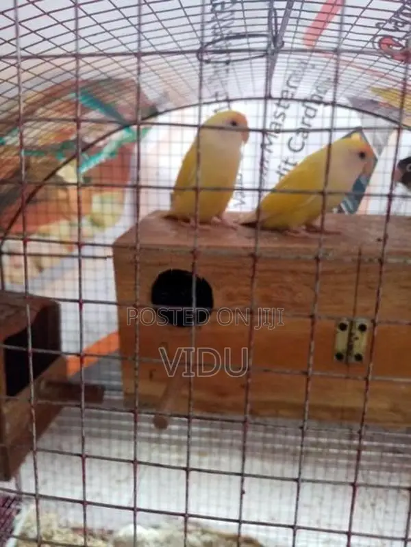 African Love Birds