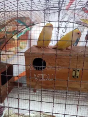 African Love Birds