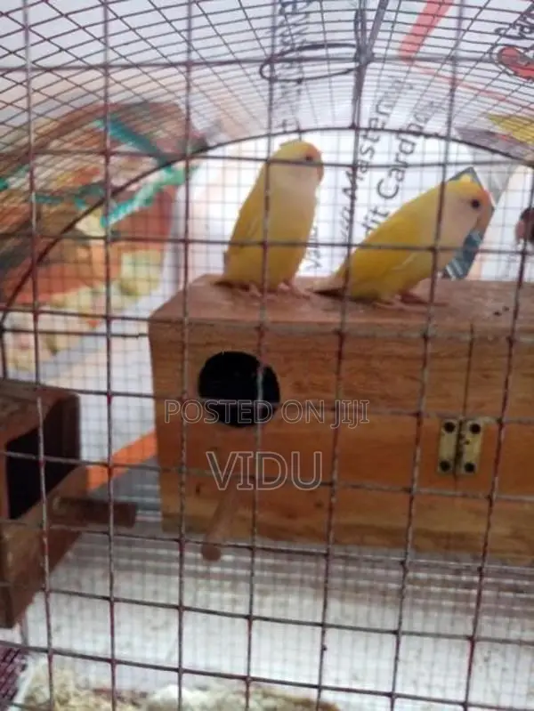 African Love Birds