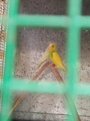 Love Birds