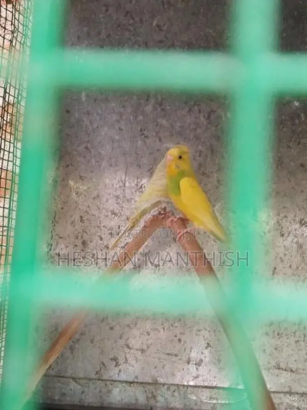 Love Birds