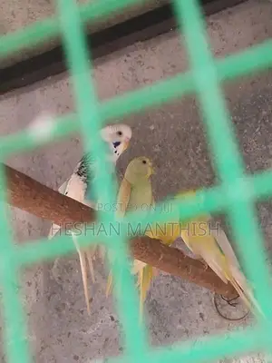 Love Birds