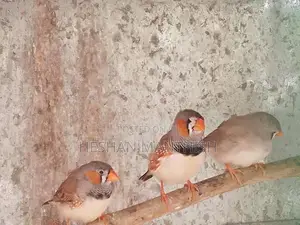 Love Birds