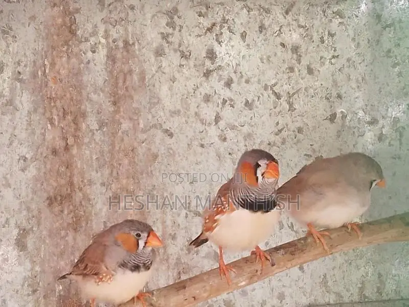 Love Birds