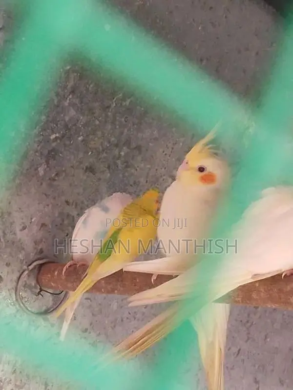 Love Birds