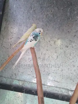 Love Birds