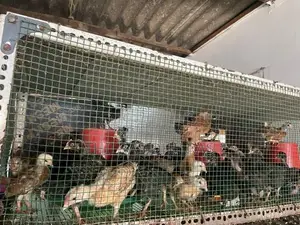 கோழி குஞ்சுகள்