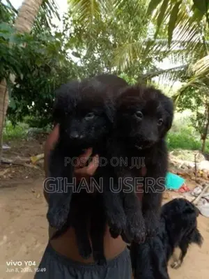 German Shepherd Long Coat Puppies