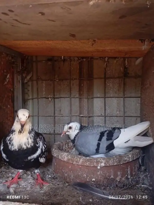 pigeon