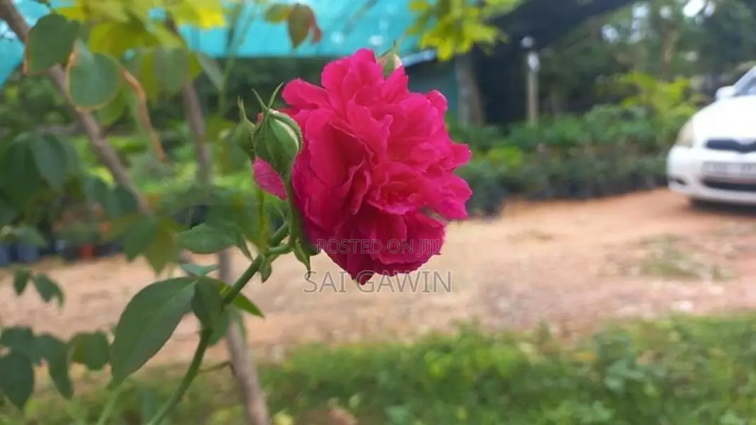 ஊர் றோஸ்