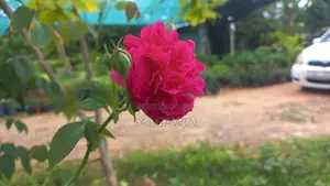 ஊர் றோஸ்