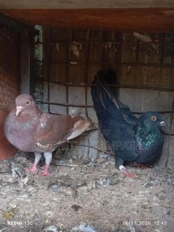 pigeon