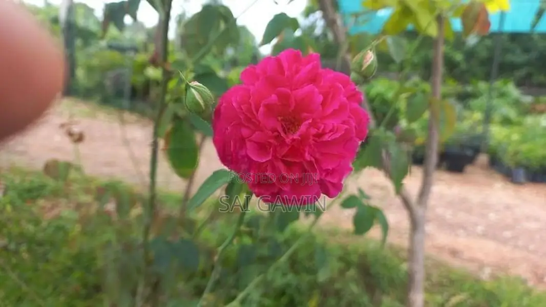 ஊர் றோஸ்