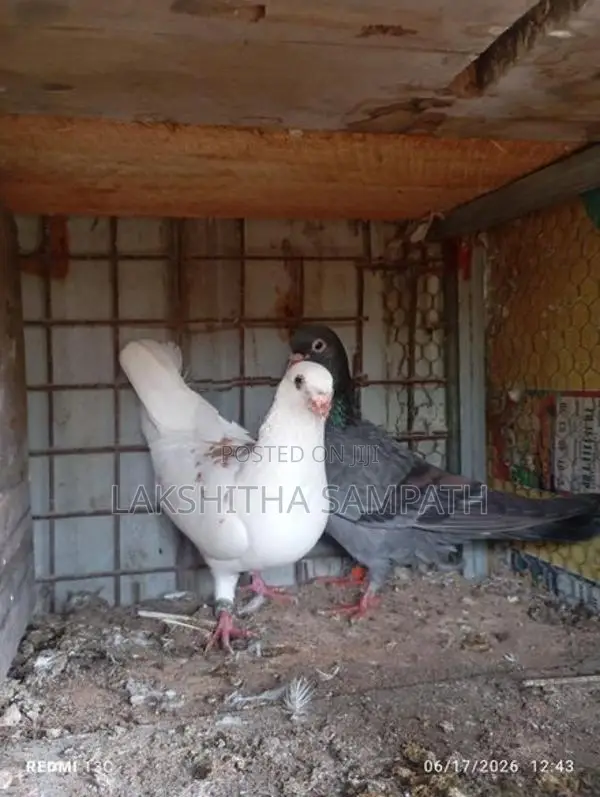 pigeon