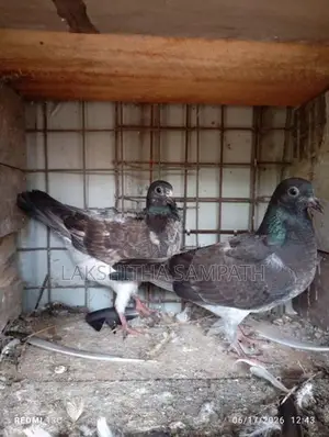 pigeon