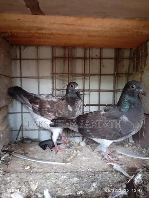 pigeon
