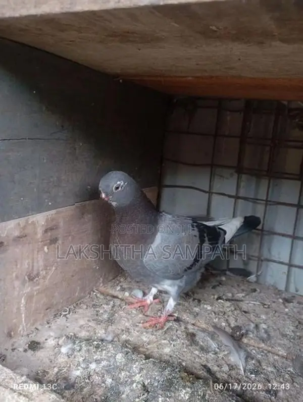 pigeon