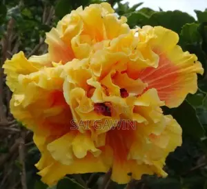 செம்பருத்தி