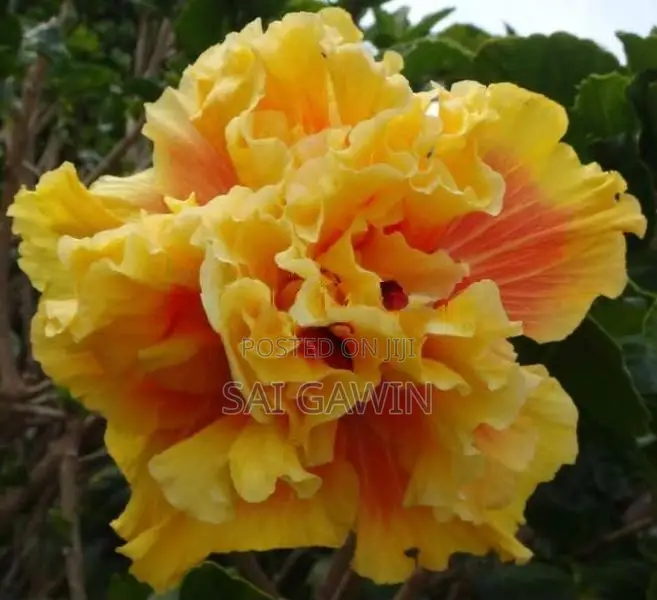 செம்பருத்தி