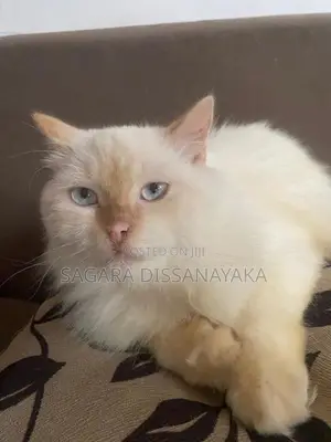 Persian Cat