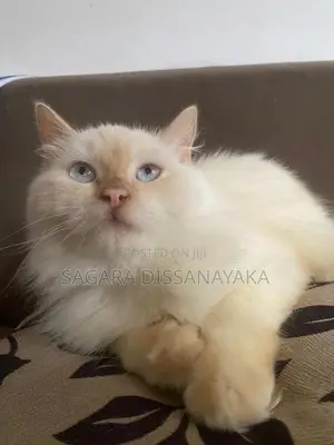 Persian Cat