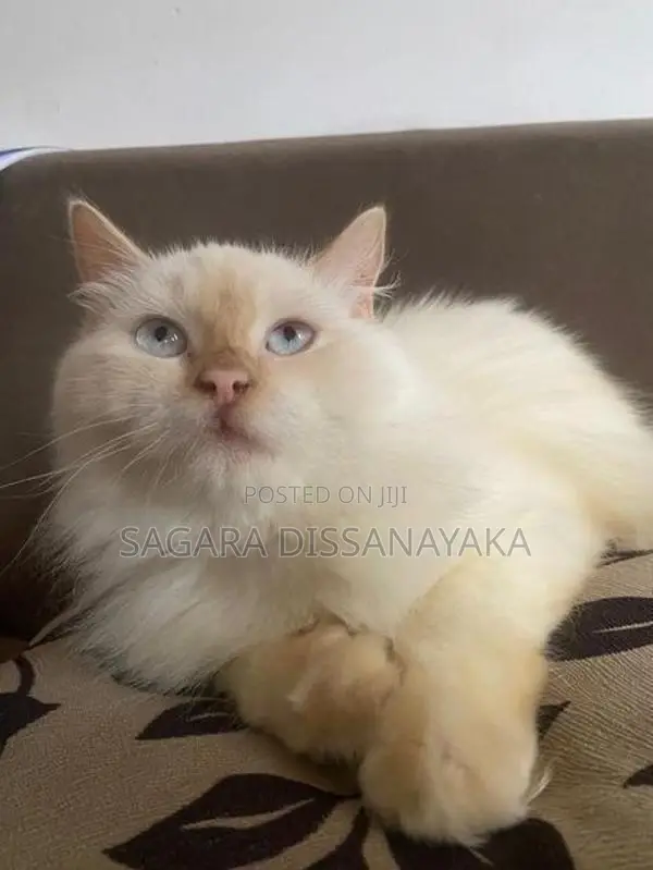 Persian Cat