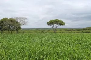 பண்னை விலங்குகளுக்கான வளர்ப்பு புல்விதை