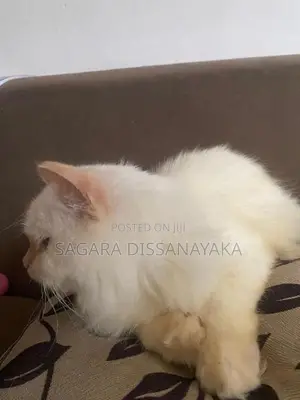 Persian Cat