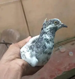 Pigeons