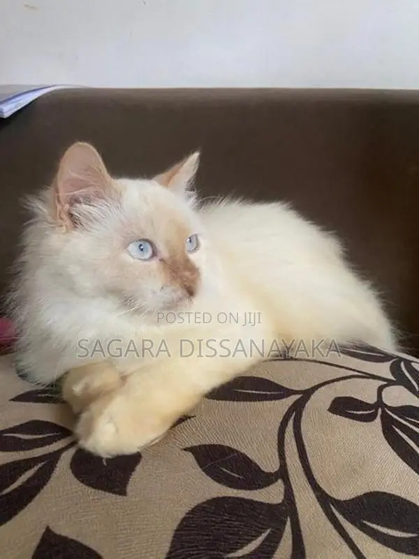 Persian Cat
